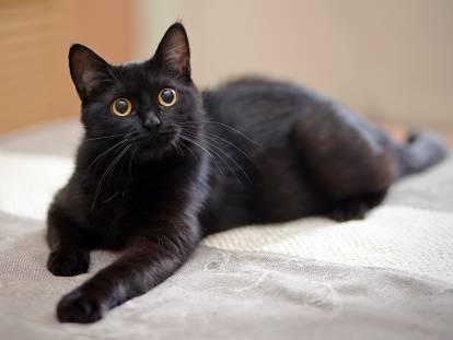 Un beau chat noir aux yeux jaunes allongé sur le lit