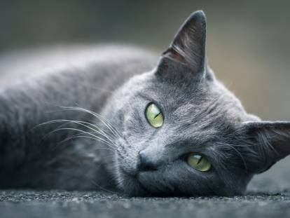 Un beau chat gris avec des yeux verts allongé sur la moquette