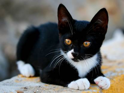Un chaton noir et blanc aux yeux jaunes