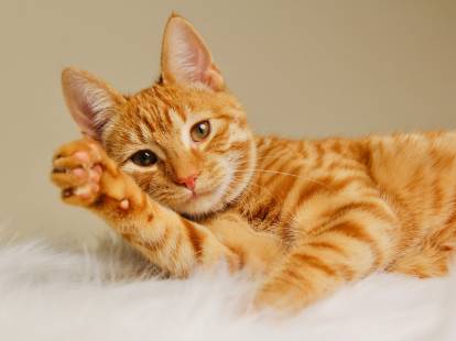Un jeune chat roux mâle allongé sur un tapis