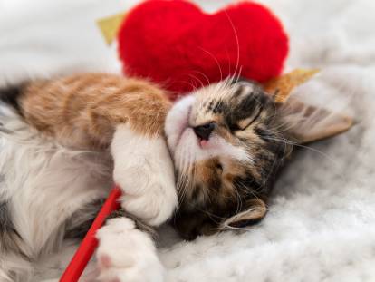 Un chaton tricolore dort avec une peluche en forme de coeur