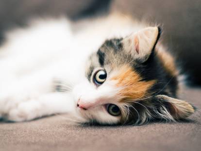 Une jeune chatte tricolore allongée sur le canapé