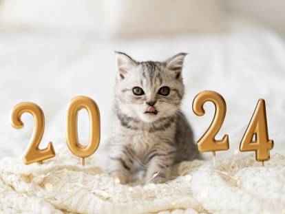 Un chaton gris tabby avec des chiffres représentant l'année 2024