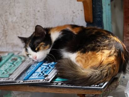 Un chat dort sur des souvenirs en Tunisie