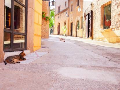 Des chats allongés dans des rues de Barcelone