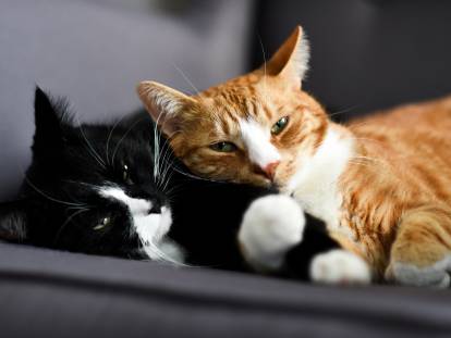 Un couple de chats dort allongé sur un fauteuil