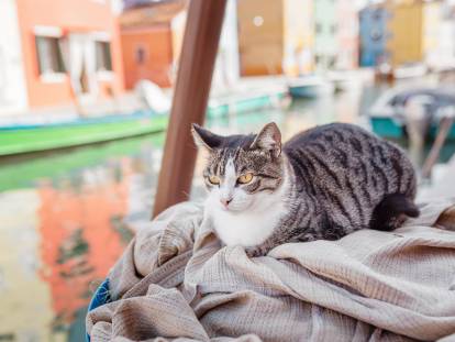 Un chat de gouttière assis sur un bateau à Venise