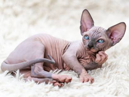 Un chaton Sphynx aux yeux bleus allongé sur un tapis