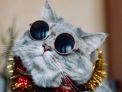 Image amusante d'un chat avec des lunettes de star