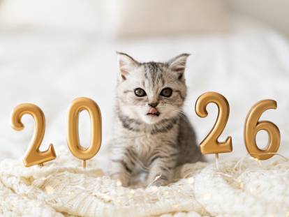 Un chaton au milieu des chiffres 2026