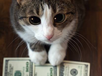 Gros plan d'un chat qui tient des billets sous ses pattes
