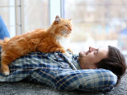 Un chat roux à long poil couché sur son maitre
