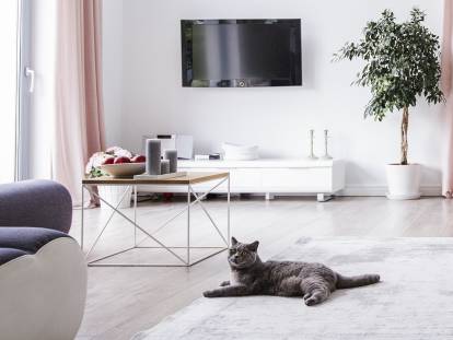 Un chat gris foncé allongé sur un tapis clair dans le salon d'un logement spacieux au style moderne et épuré avec fenêtre, plante verte, canapé, etc