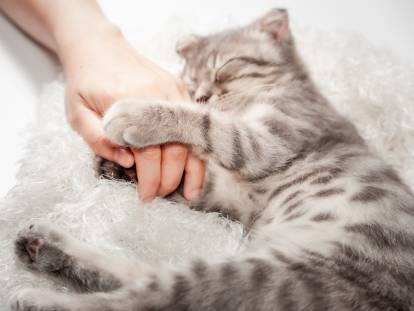 Un chat endormi serrant la main de sa maîtresse contre lui
