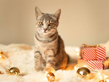 Un chat tigré entouré de décorations de Noël