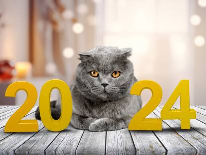 Un gros chat gris assis à côté des chiffres 2024