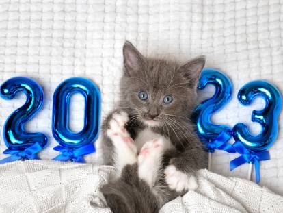 Image amusante d'un chat gris avec un message 2023