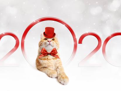 Un chat avec un déguisement et les chiffres 2020