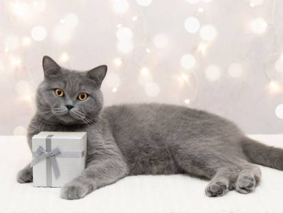 Un British Shorthair gris avec un cadeau sur un fond de Noël