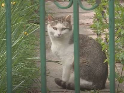 Une association d'aide aux chats errants à Strasbourg