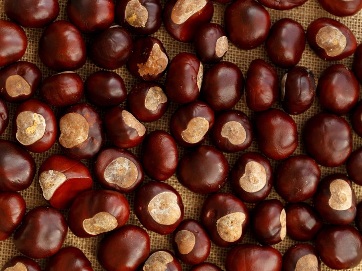 Les Marrons Et Les Chataignes