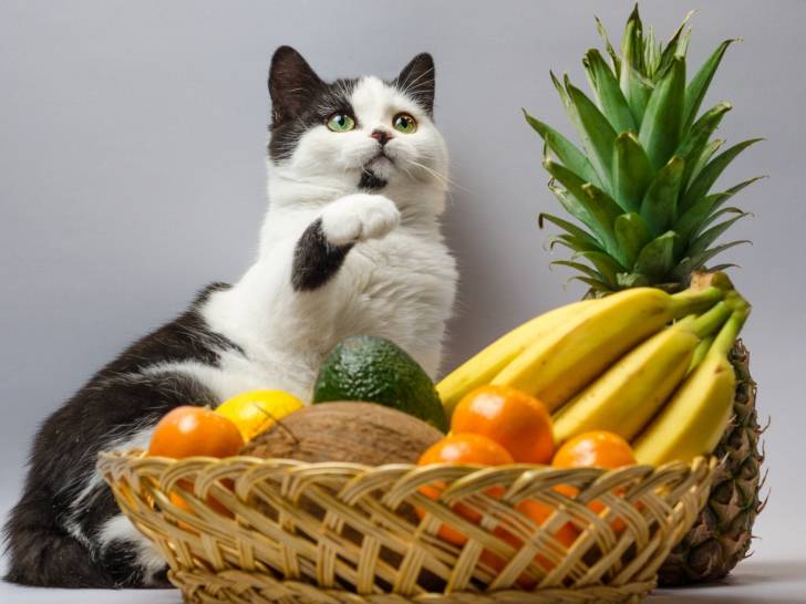 Les Fruits Toxiques Pour Les Chats