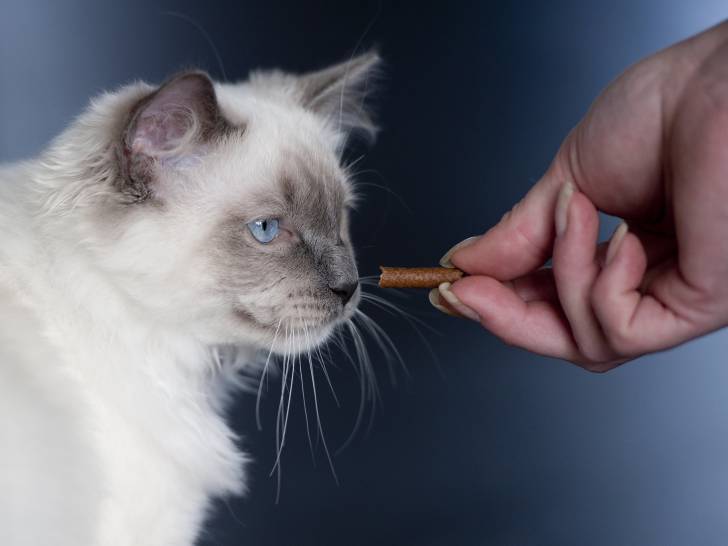 Les Friandises Pour Chat