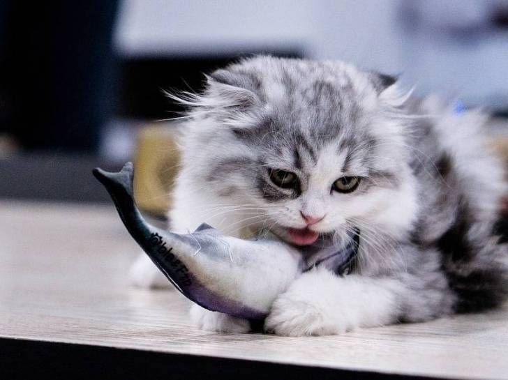 Un chat tenant un poisson entre ses pattes