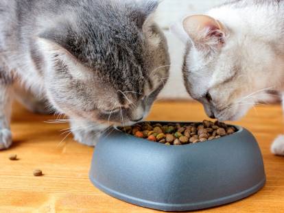Deux chats mangeant leurs croquettes