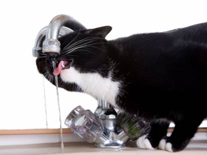 Un chat noir et blanc boit au robinet
