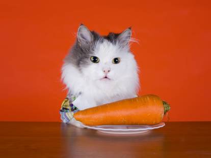 Un petit chat gris et blanc assis face à une carotte