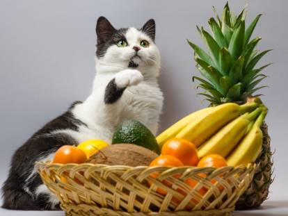Un chat noir et blanc jouant près d'une corbeille de fruits
