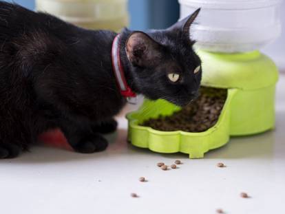 Un chat noir mangeant ses croquettes
