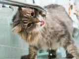 Un chat en train de boire au robinet
