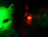 Corée du Sud -  Des scientifiques ont créé des chats fluorescents