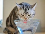 Un chat tigré boit dans une gamelle d'eau en verre