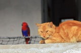 Angleterre - Une caméra pour espionner les chats tueurs d'oiseaux