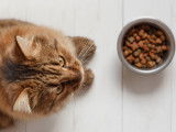 Un chat devant son bol de croquettes