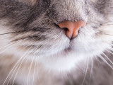 Gros plan sur le nez d'un chat