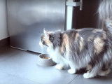 Conseils pour bien nourrir son chat