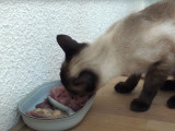 Recette BARF pour chat : un repas à base de viande crue
