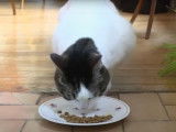 Un débat TV sur la qualité des aliments pour chats