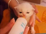 Trois adorables chatons Foldex nourris au biberon