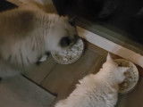 Un Lambkin et un Ragdoll se régalent avec du poisson