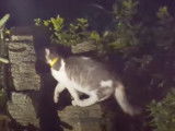 Ce chat Aphrodite pris en train de boire à une fontaine