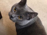 Des Chartreux attendent avec attention le repas