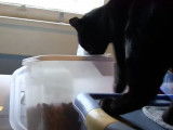 Chat Bombay qui fouine dans le placard pour manger