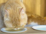 Du lait au repas pour cette famille d'Exotic Shorthair