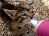 Ces chatons Aphrodite sont nourris au biberon