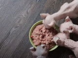 L'heure de la pâtée pour ces Elf-Cat